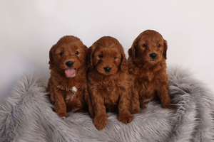F1 Mini Goldendoodles